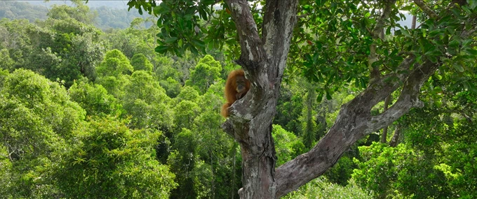 Secret lives of orangutans