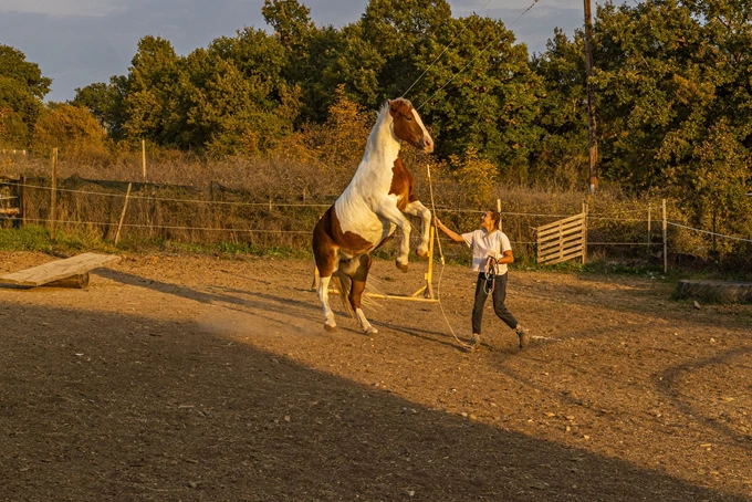 Lina's Horse Paradise