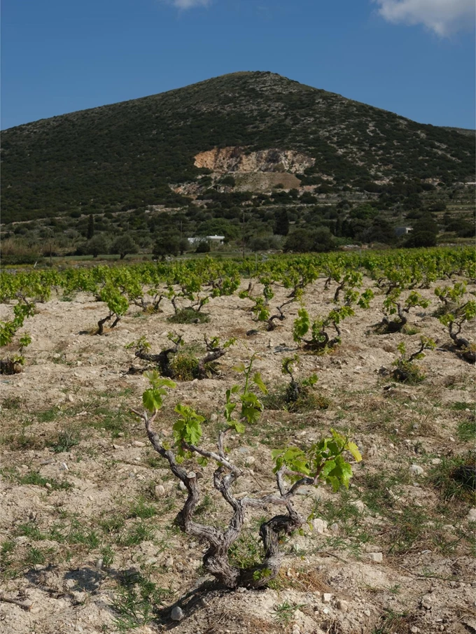 Seiradi Rosé Vin Mousseux Extra Brut