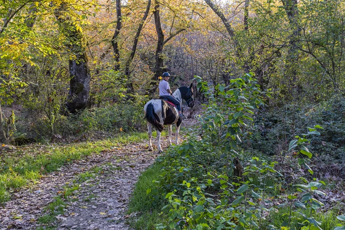 Lina's Horse Paradise