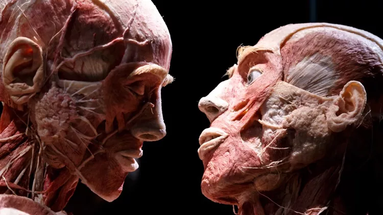 «Body Worlds»: Τολμάτε να δείτε μια έκθεση ανατομίας με πραγματικά σώματα ανθρώπων;