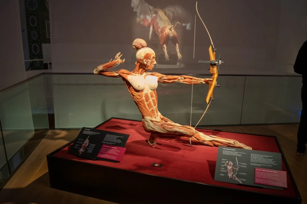 «Body Worlds»: Τολμάτε να δείτε μια έκθεση ανατομίας με πραγματικά σώματα ανθρώπων; - εικόνα 3