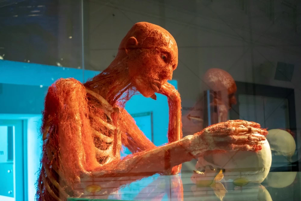 «Body Worlds»: Τολμάτε να δείτε μια έκθεση ανατομίας με πραγματικά σώματα ανθρώπων; - εικόνα 2